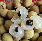 Longan